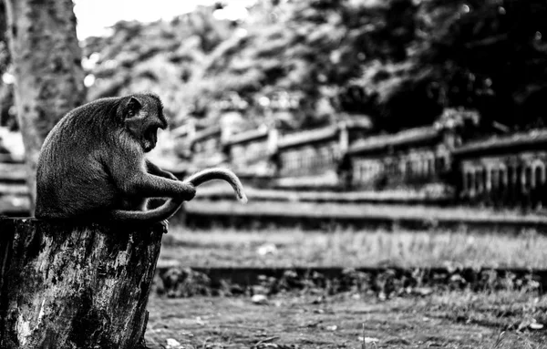 Monkeys of Bali. Indonesia. Black-white photo. — Stock Photo, Image
