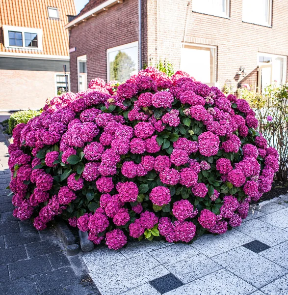 Nádherná růžová Hortenie (Hydrangea macrophylla), rostoucí v ulici blízko domu. — Stock fotografie