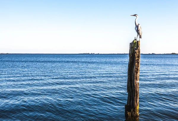 Heron siede su un vecchio tronco di legno che sporge dall'acqua . — Foto Stock