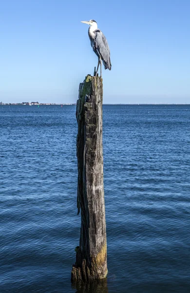 Heron sudan çıkan eski bir tahta kütüğün üzerinde oturuyor..