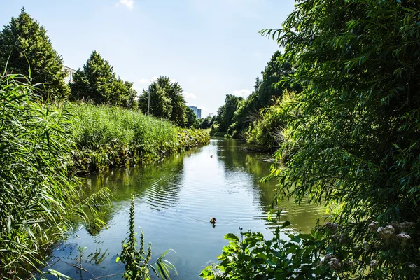 Bellissimi elementi del parco cittadino olandese primo piano . — Foto Stock