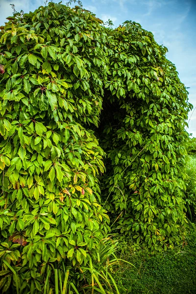 Hermoso marco cubierto por la vegetación foto de primer plano . —  Fotos de Stock