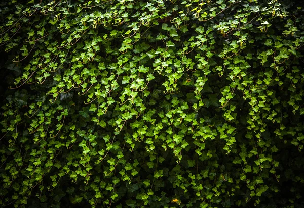 Fond vert de végétation. Photographie . — Photo