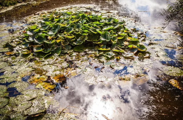 Seerose mit schwimmenden Blättern im Teich. — Stockfoto