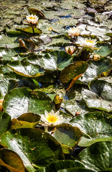 Giglio d'acqua con foglie galleggianti in uno stagno . — Foto Stock