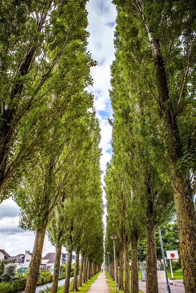 A közeli park hosszú fák. — Stock Fotó