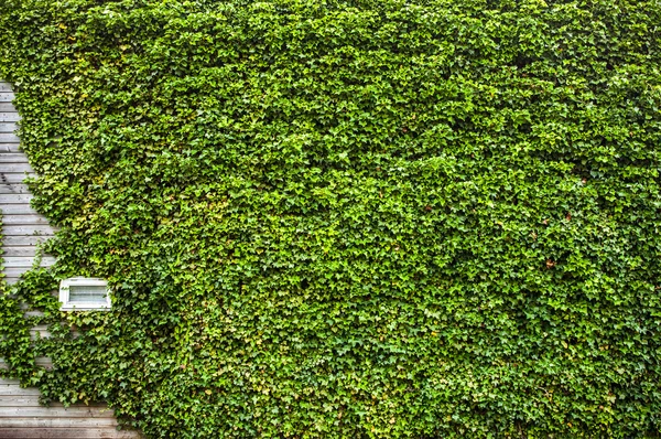 Wall covered vegetation as background. Photo. — Stock Photo, Image