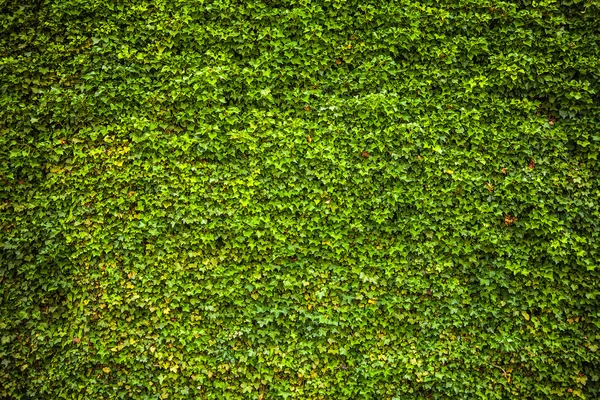 Wall covered vegetation as background. Photo. — Stock Photo, Image