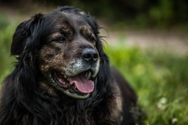 Büyük siyah köpek açık havada duruyor. Güvenlik nöbetçi Kafkas çoban köpeği.
