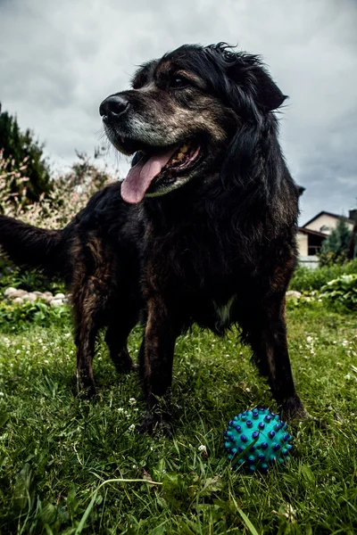 Big black dog rests outdoors with toy ball. Security sentry Caucasian sheep-dog.