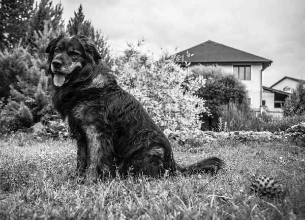 Großer schwarzer Hund ruht draußen mit Spielzeugball. Sicherheitswache kaukasischer Schäferhund. — Stockfoto