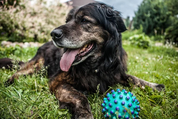 Büyük siyah köpek oyuncak top ile açık havada aittir. Güvenlik nöbetçi Kafkas çoban köpeği. — Stok fotoğraf
