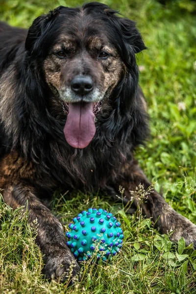 Big black dog rests outdoors with toy ball. Security sentry Caucasian sheep-dog. — Stock Photo, Image