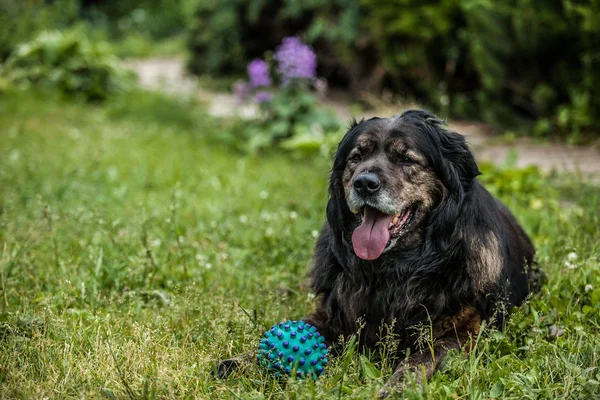 Big black dog rests outdoors with toy ball. Security sentry Caucasian sheep-dog. — Stock Photo, Image