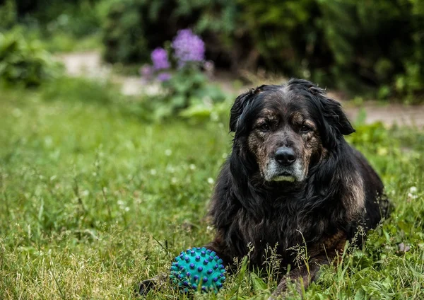 Big black dog rests outdoors with toy ball. Security sentry Caucasian sheep-dog. — Stock Photo, Image