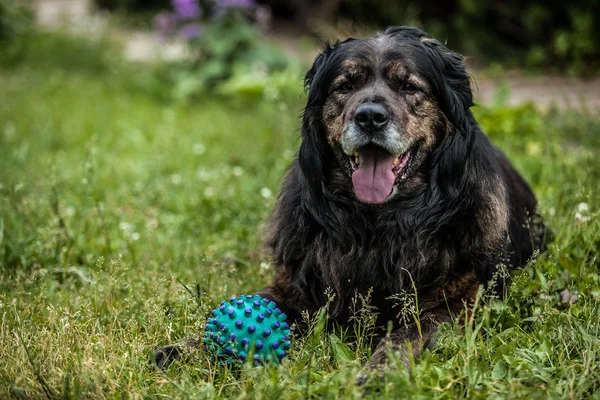 Big black dog rests outdoors with toy ball. Security sentry Caucasian sheep-dog. — Stock Photo, Image
