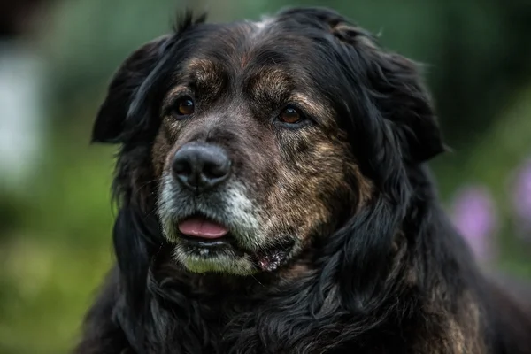 Big black dog rests outdoors. Security sentry Caucasian sheep-dog.