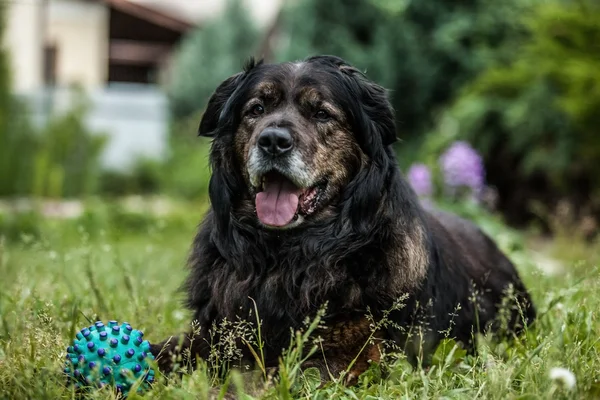 Big black dog rests outdoors with toy ball. Security sentry Caucasian sheep-dog. — Stock Photo, Image