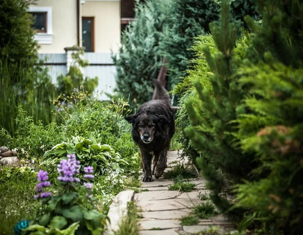 Großer schwarzer Hund ruht im Freien. Sicherheitswache kaukasischer Schäferhund. — Stockfoto