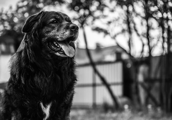 Big black dog rests outdoors. Security sentry Caucasian sheep-dog.