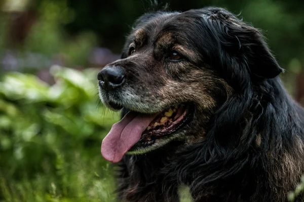 Большая чёрная собака отдыхает на улице. Часовой кавказский овечий пес . — стоковое фото