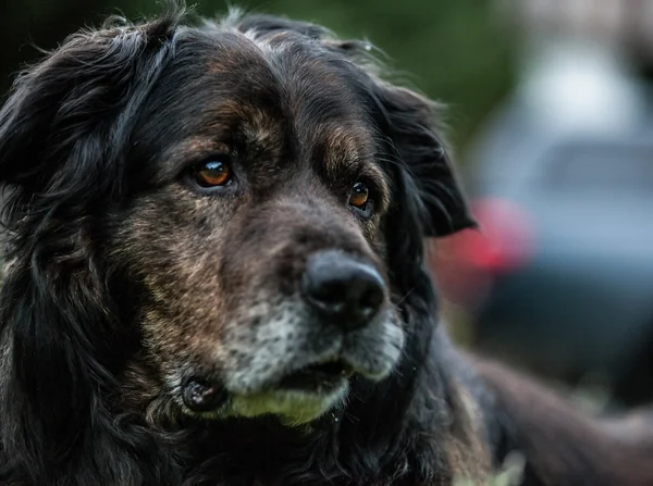 Big black dog rests outdoors. Security sentry Caucasian sheep-dog. — Stock Photo, Image