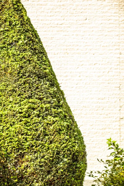 Zielone liście tło ściany — Zdjęcie stockowe