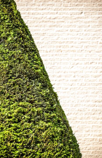 Fondo de pared hojas verdes — Foto de Stock