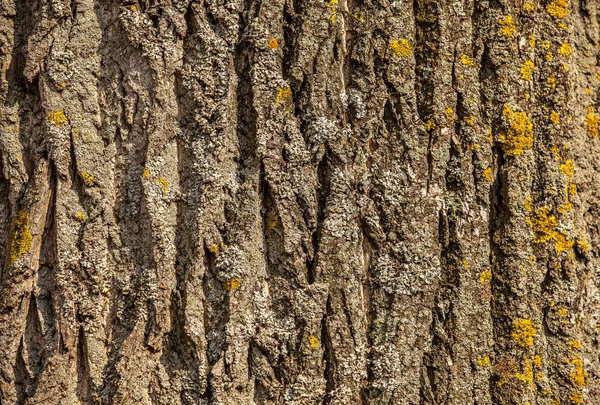 Écorce de bois comme fond — Photo