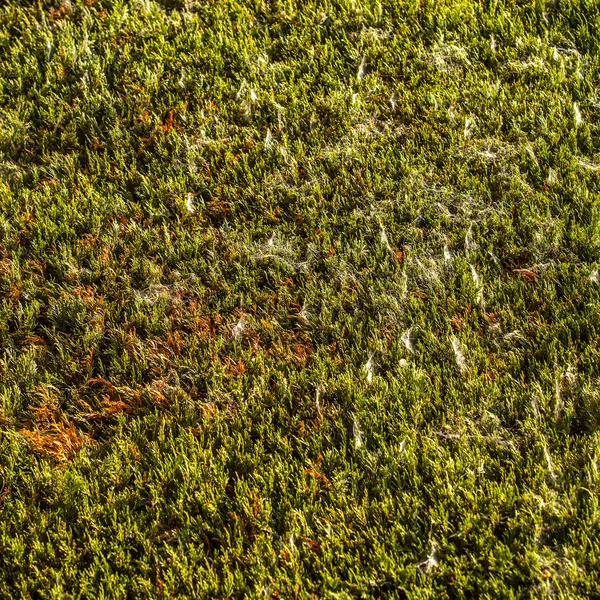 Green leaves wall background — Stock Photo, Image