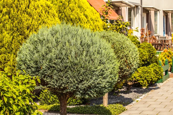 Prachtige weelderige struiken — Stockfoto