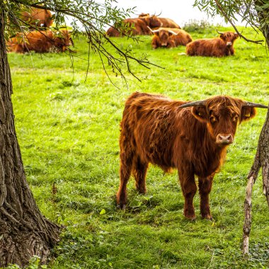 Doğa üzerinde yerli inek
