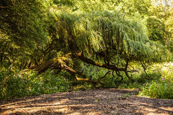 Parque verde ao ar livre — Fotografia de Stock