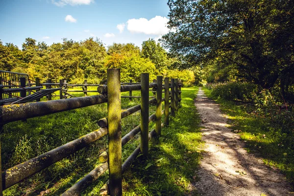 Grön park utomhus — Stockfoto