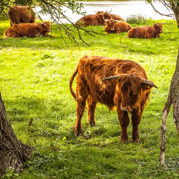 Hazai tehenek a természet — Stock Fotó