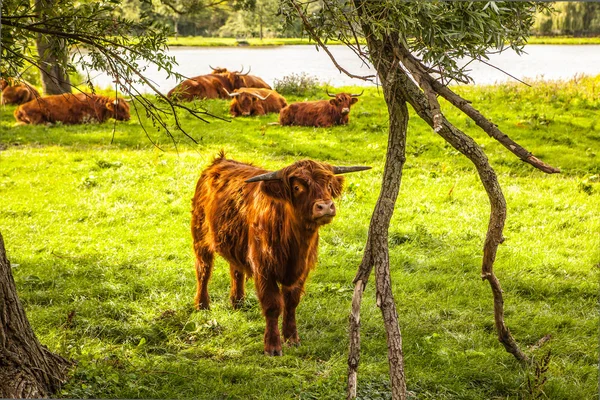 Vacas domésticas na natureza — Fotografia de Stock