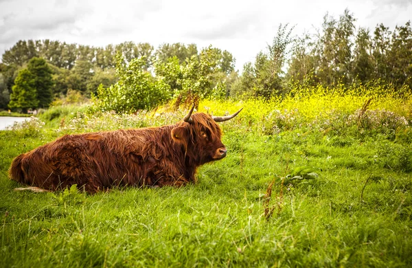 Állati természete a tehén — Stock Fotó