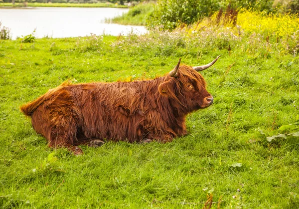 Dierlijke koe op aard — Stockfoto
