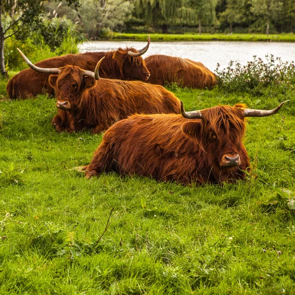 Vacas domésticas na natureza — Fotografia de Stock