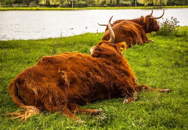 Vacas domésticas en la naturaleza — Foto de Stock