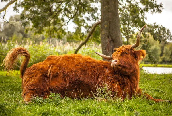 Vaca animal na natureza — Fotografia de Stock