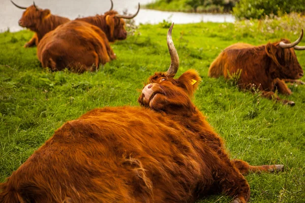 Vaches domestiques sur la nature — Photo