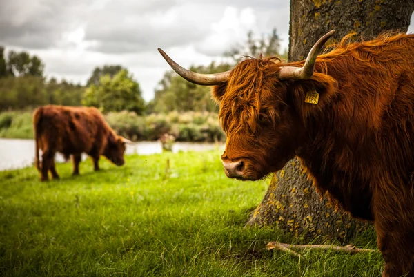 Vacas domésticas en la naturaleza — Foto de Stock