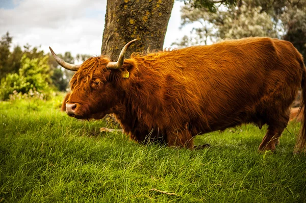 Vaca animal en la naturaleza — Foto de Stock