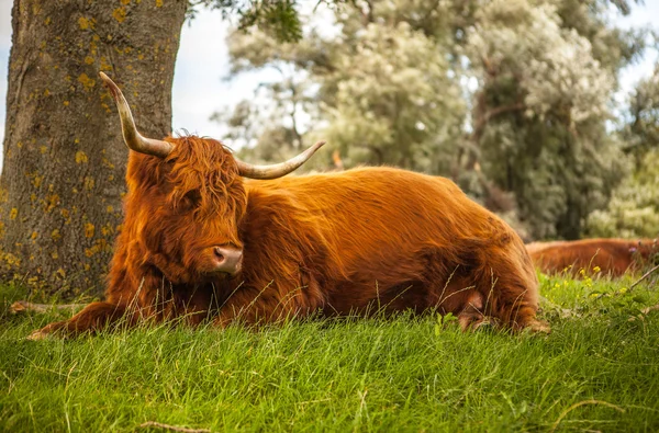 Domestic  cows on nature — Stock Photo, Image