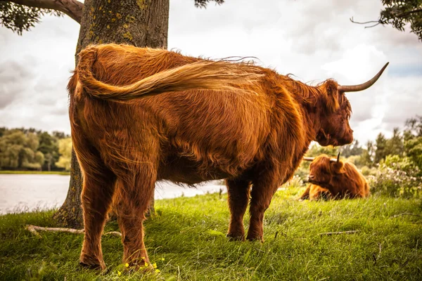 Vacas domésticas en la naturaleza — Foto de Stock