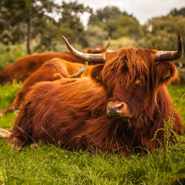 Binnenlandse koeien op aard — Stockfoto