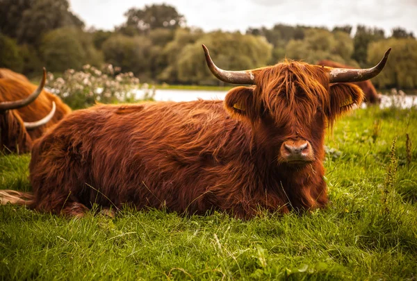 Mucca animale sulla natura — Foto Stock