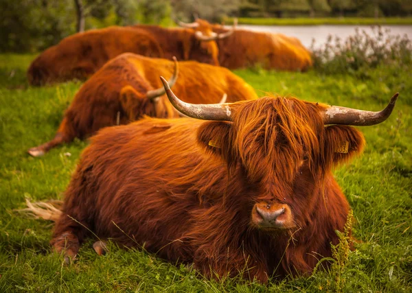 Binnenlandse koeien op aard — Stockfoto