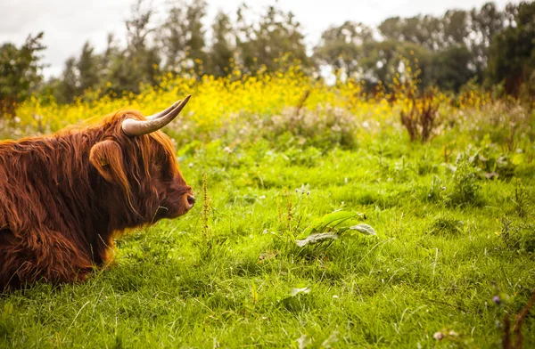 Vaca animal en la naturaleza — Foto de Stock
